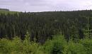 Missing report on the state of N.B. forests 'appalling,' says Green Party leader